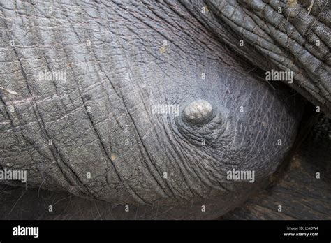 elephant titties|mammary glands – ABOUT ELEPHANTS.